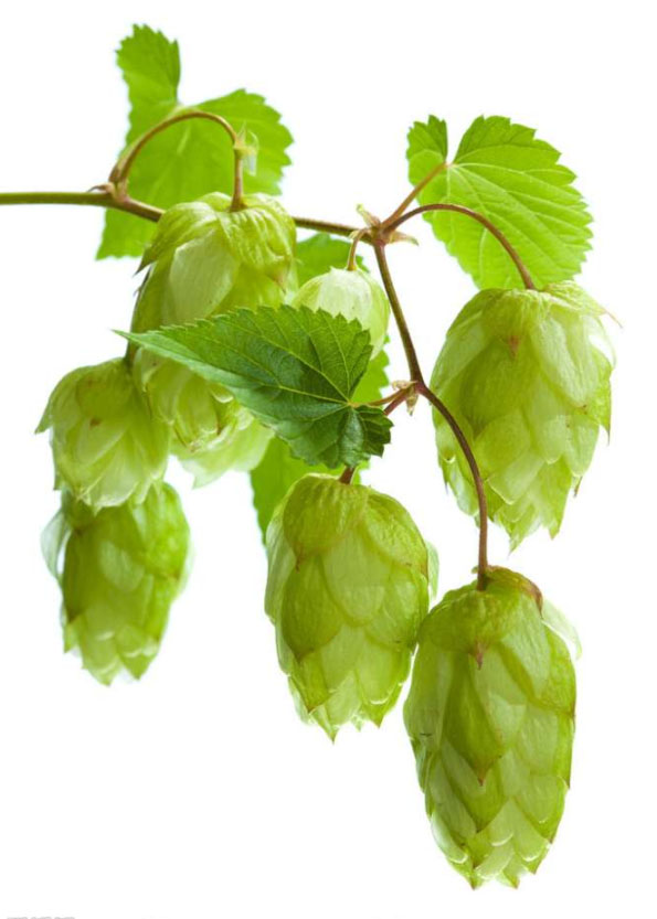 How are the hops used?